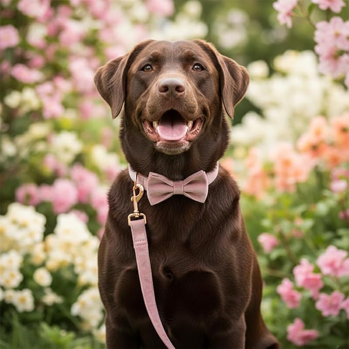 PETDURO Custom Dog Collar Personalized with Name Engraved Rose Gold Metal Buckle for Large Medium Small Girl Dogs - Dog Leash and Bow Tie Available - Soft Comfy Velvet (Champagne Pink RG, L)