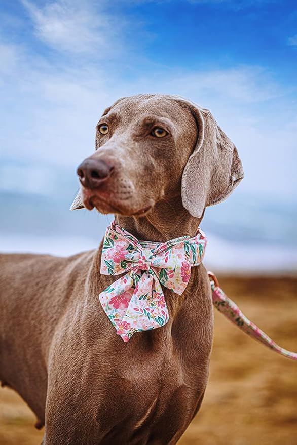 Lionet Paws Dog Collar with Bow Tie - Soft Comfortable Adjustable Collars with Metal Buckle for Small Dogs and Cats, Neck 10-16 Inches