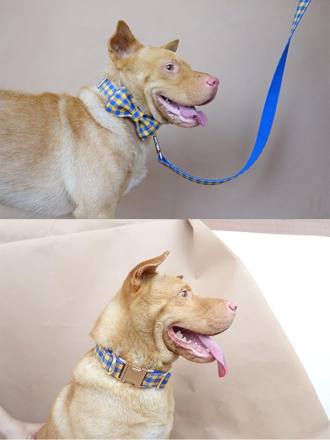 PETDURO Personalized Checkered Plaid Dog Collar Blue Yellow - Engraved Name and Phone Number on Gold Metal Buckle - Custom for Small Medium Large Boy Girl Dogs - Add Leash Bow Tie via Customize Now