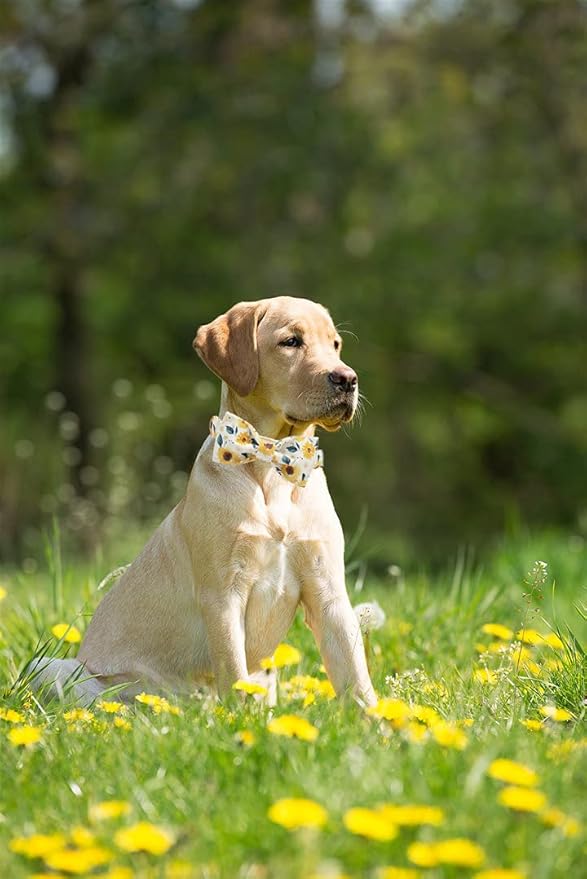 Elegant little tail Sunflower Print Dog Collar, Girl Dog Collar with Bow Adjustable Soft Bow tie Dog Collars for X-Small Dogs and Cats