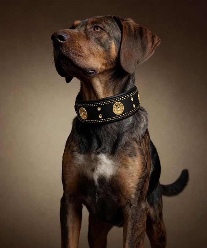 Leather Dog Collar, 2 inches Wide Heavy Duty Genuine Leather Collars, Handmade, Soft, and Luxury, Eye-catching Best Choice for Large and Medium Breed Dogs, Black-Gold 21-25 inches