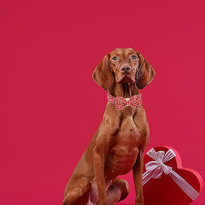 Elegant little tail Valentine's Dog Collar, Cute Red Heart Pet Collars with Bow for Small Dogs, Female or Male Adjustable Cotton Pet Collars Holiday Puppy Collar for Small Medium Large Dogs