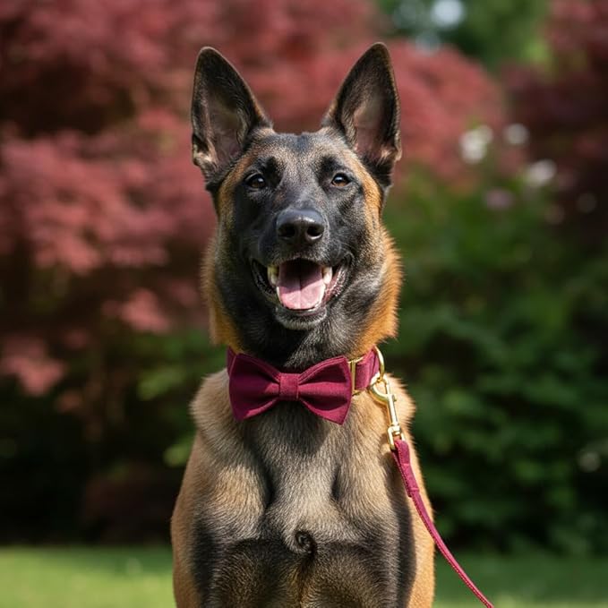 PETDURO Custom Dog Collar Personalized with Name Engraved Gold Metal Buckle for Large Medium Small Girl Dogs - Dog Leash Bow Tie and Harness Available - Soft Comfy Velvet (Claret G, S)