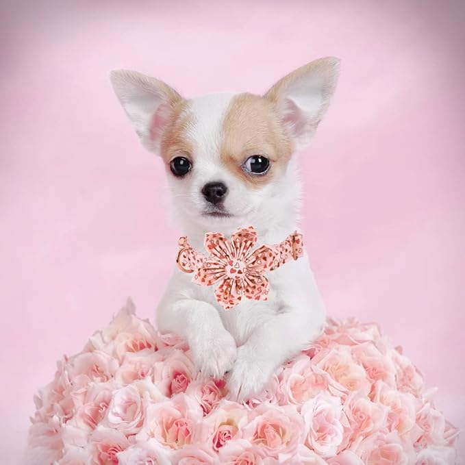 Elegant Little Tail Valentine's Heart Dog Collar, Cute Detachable with Flower, Gift Pet Collar Adjustable for Small Puppy
