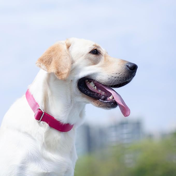 Hyhug Dog Collar for Large Dogs, Heavy Duty | Quick Release Nylon Buckle Collar, Adjustable & Durable Pet Supplies for Boy & Girl Dogs (Large, Rose Red)