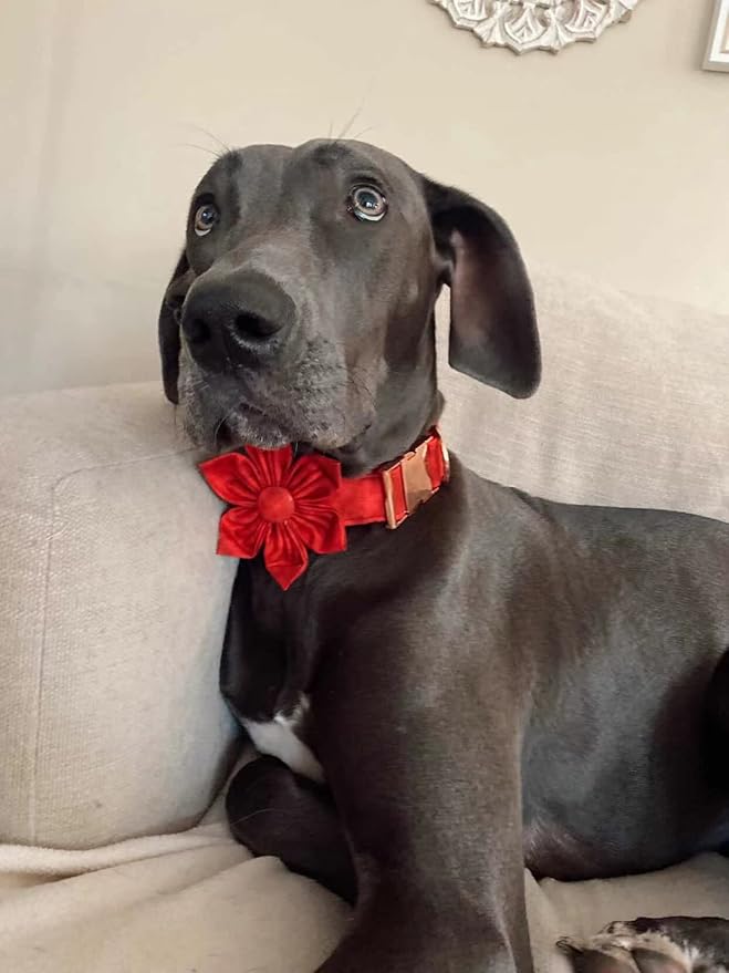 Elegant little tail Christmas Dog Collar, Female or Male Dog Collar Flower, Pet Collar Adjustable Dog Collars with Flower for Small Medium Large Dogs