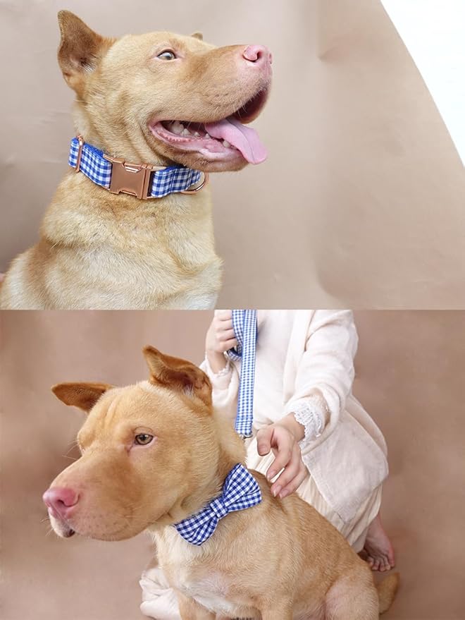 PETDURO Personalized Gingham Plaid Dog Collar Blue - Engraved Name and Phone Number on Rose Gold Metal Buckle - Custom for Small Medium Large Boy Girl Dogs - Add Leash Bow Tie via Customize Now