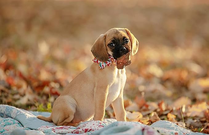 Elegant little tail Flower Dog Collar for Female or Male Dogs, Fall Pet Collar Adjustable Dog Collars with Flower Gift for X-Large Dogs