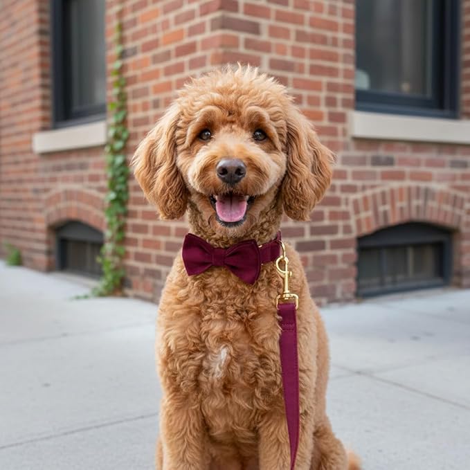 PETDURO Custom Dog Collar Personalized with Name Engraved Gold Metal Buckle for Large Medium Small Girl Dogs - Dog Leash Bow Tie and Harness Available - Soft Comfy Velvet (Claret G, XL)