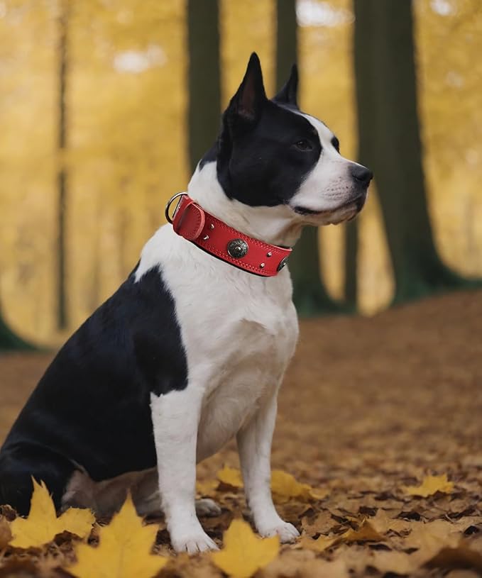Leather Dog Collar, 2 inches Wide Heavy Duty Genuine Leather Collars, Handmade, Soft, and Luxury, Eye-catching Best Choice for Large and Medium Breed Dogs, Red 15-19 ins