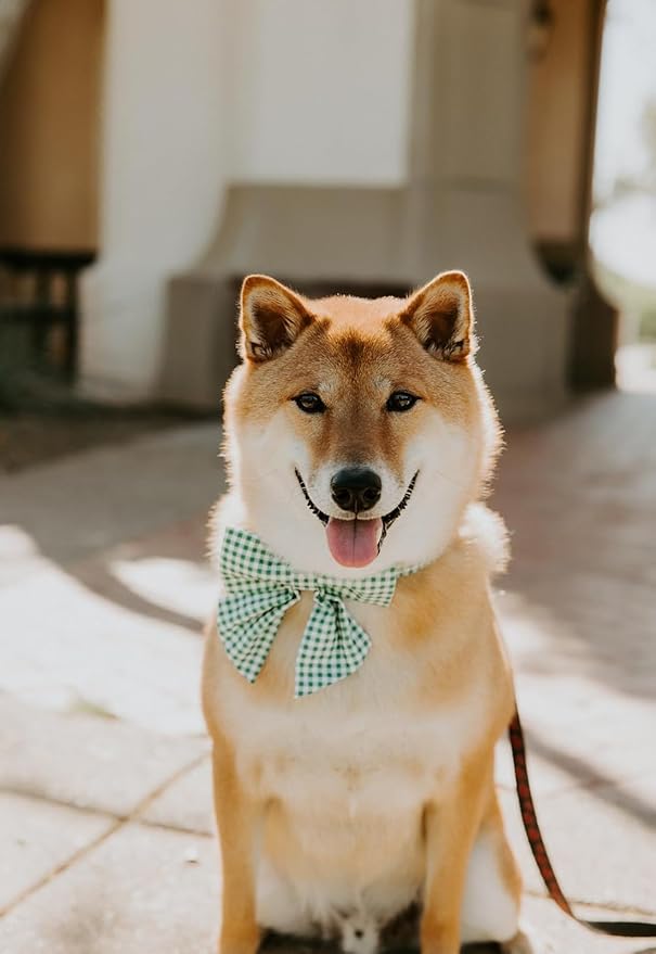 Lionet Paws Dog Collar with Sailor Bow, Durable Adjustable and Comfortable Green Bowtie Collar for Dogs and Cats, X-Small, Neck 8-12in