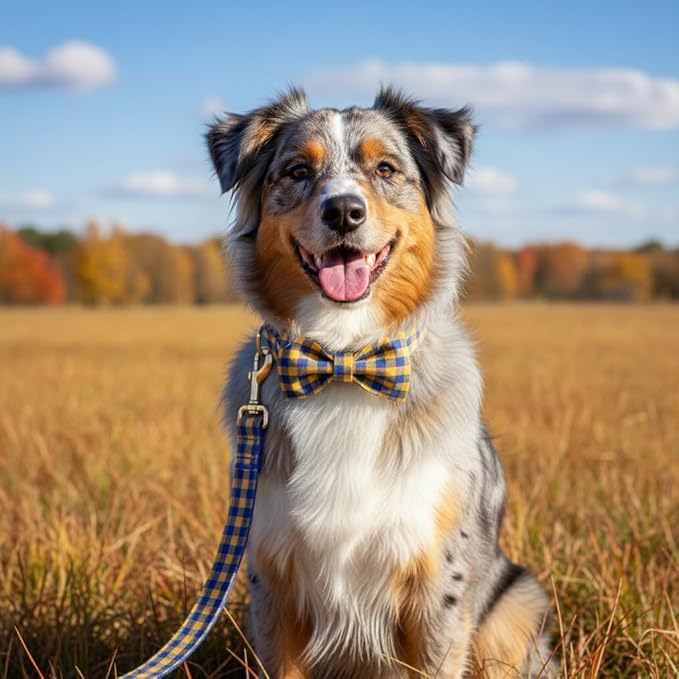 PETDURO Personalized Checkered Plaid Dog Collar Blue Yellow - Engraved Name and Phone Number on Gold Metal Buckle - Custom for Small Medium Large Boy Girl Dogs - Add Leash Bow Tie via Customize Now