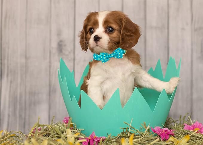 ARING PET Easter Dog Collar with Bow, Cute Adjustable Blue Chick Bowtie Pet Collars with Metal Buckle for Puppy Small Medium Large Boy Girl Dogs-S