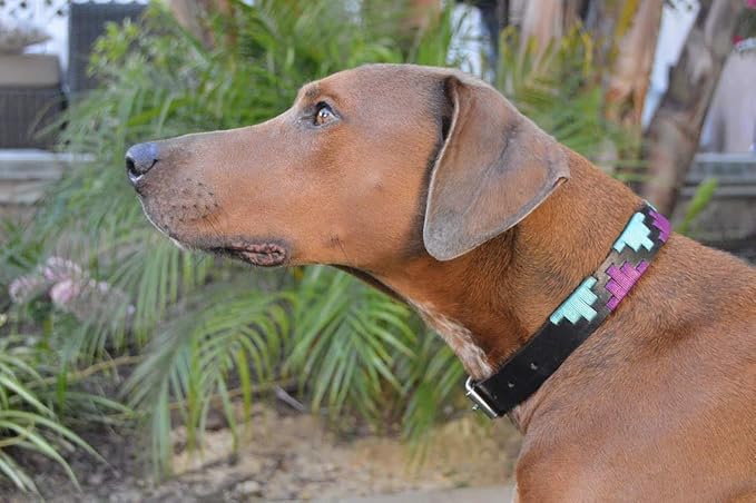 Gaucho Goods Soft Leather Dog Collar - Miami (S)