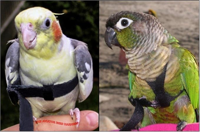 The AVIATOR Pet Bird Harness and Leash: Petite Black
