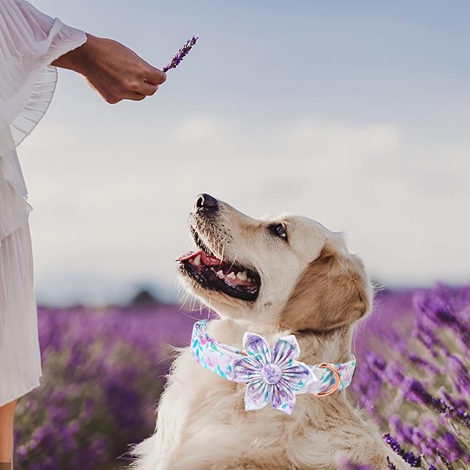 Lionheart Glory Dog Collar, Purple Dog Collar with Flower, Cute Floral Pattern Pet Collar Adjustable Dog Collar for Medium Dogs