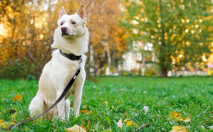 Basic Dog Leashes 6 FT Padded Handle Nylon Dogs Leashes for Large Dogs Black