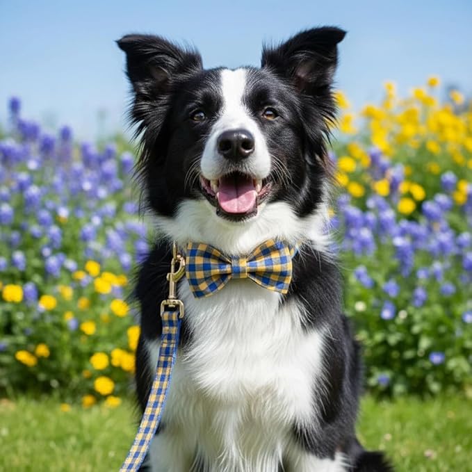 PETDURO Personalized Checkered Plaid Dog Collar Blue Yellow - Engraved Name and Phone Number on Gold Metal Buckle - Custom for Small Medium Large Boy Girl Dogs - Add Leash Bow Tie via Customize Now