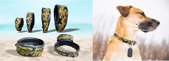 Majestic Ally Genine Leather Dog Collar with Adjustable, Padded Fit for Walking, Hiking, and Running, Designer Western Wear for Puppies, Fancy Customized Colors (Black - Yellow, Extra Small)