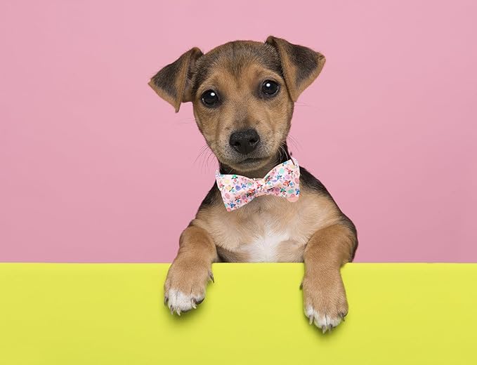 DOGWONG Easter Day Dog Collar-Cute Rabbit Easter Dog Collar with Bow, Cotton Eggs Dog Collars with Metal Buckle for Small Medium Large Dogs