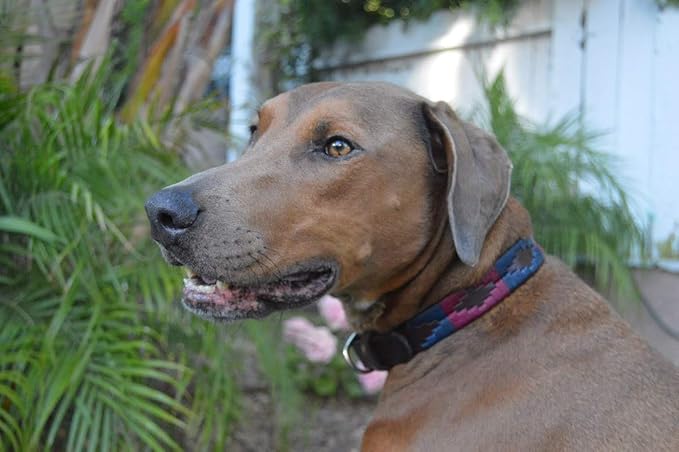 Gaucho Goods Soft Leather Dog Collar - Napa Valley (S)