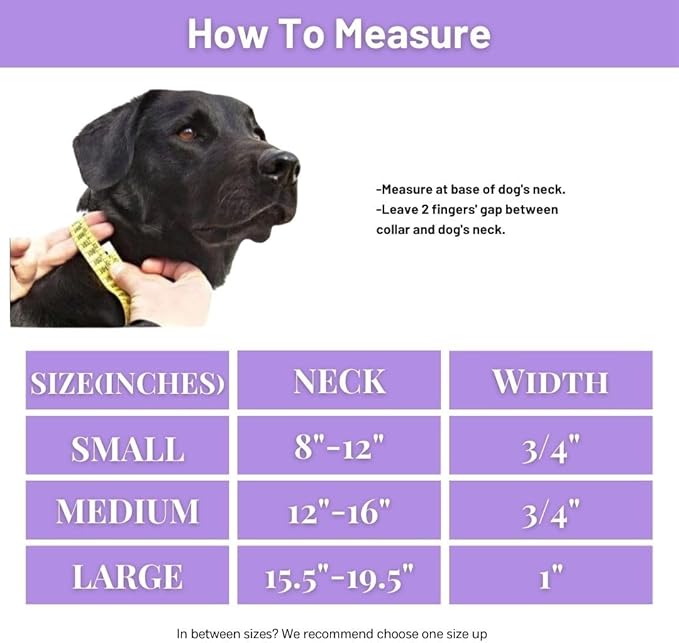 Waterproof Dog Collar, Soft Comfortable Pet Collars, Adjustable Odor Proof Heavy Duty Dog Collars Easy to Clean for Large, Medium Small Dogs by Bee N Buu (Purple, Medium (length12-16, Width 3/4"))