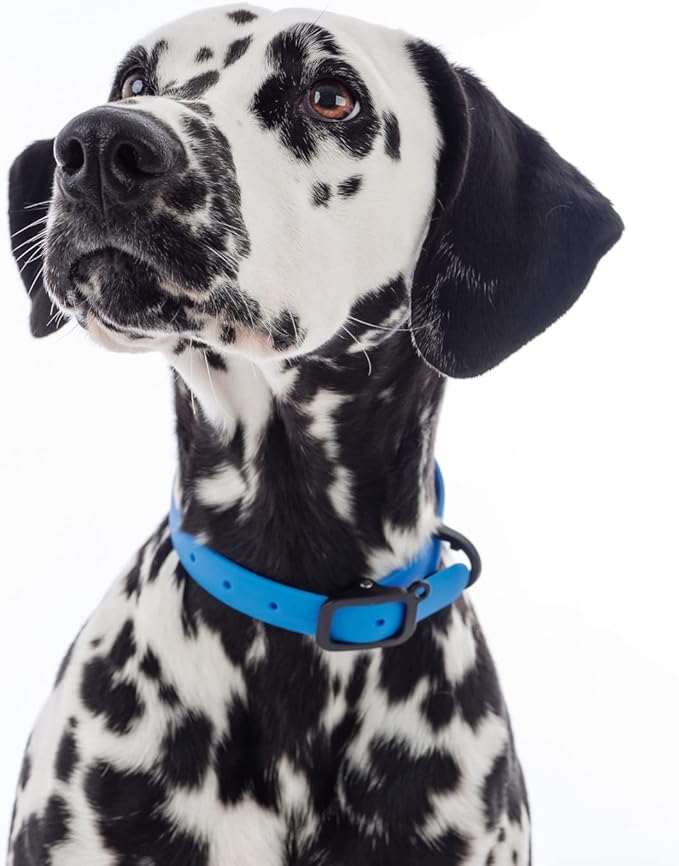 Waterproof Dog Collar - Durable, Comfortable and Adjustable Outdoor Dog Collar with Wear Resistant Buckle and ID Tag Ring for Puppies and XSmall Dogs by Nuvuq (Blue, XSmall)