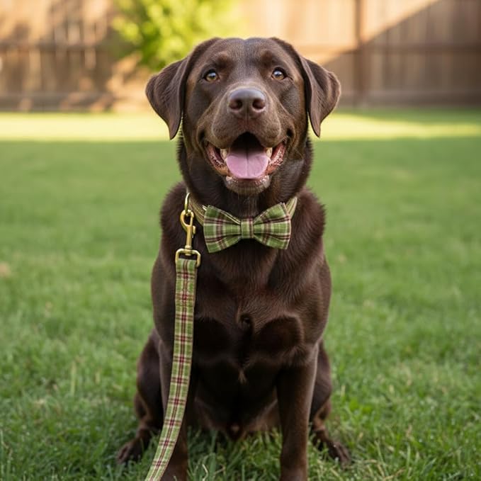 PETDURO Personalized Plaid Dog Collar Tree Green - Engraved Name and Phone Number on Gold Metal Buckle - Custom for Small Medium Large Boy Girl Dogs - Add Leash Bow Tie via Customize Now