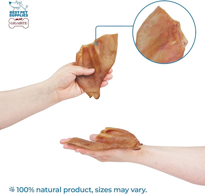 Best Pet Supplies GigaBite Roasted Pig Ears for Dogs - Natural Dog Chews, Roasted Pigs Ears, Safe for Puppies and Aggressive Chewers, Cleans Teeth and Gums - Whole Ears, Pack of 70