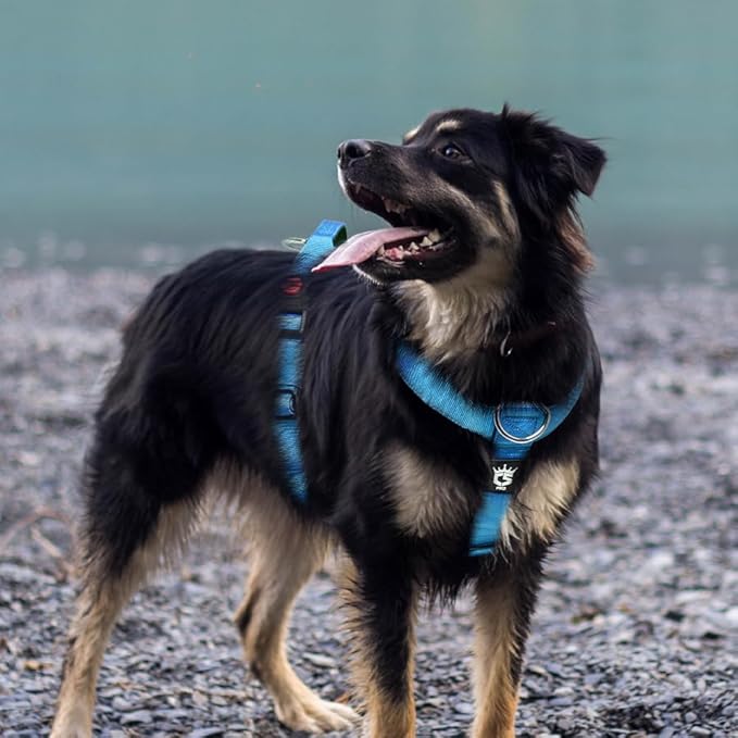 TSPRO Premium Heavy Duty Tactical Dog Harness for Medium/Large Dogs, No Pull, Adjustable, Padded Handle & Quick-Release Buckles, Ideal for Hiking, Walking, Running, Training (Blue M)