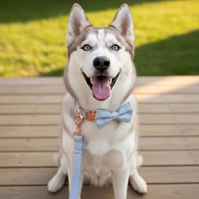 PETDURO Personalized Gingham Plaid Dog Collar Baby Blue - Engraved Name and Phone Number on Rose Gold Metal Buckle - Custom for Small Medium Large Boy Girl Dogs - Add Leash Bow Tie via Customize Now