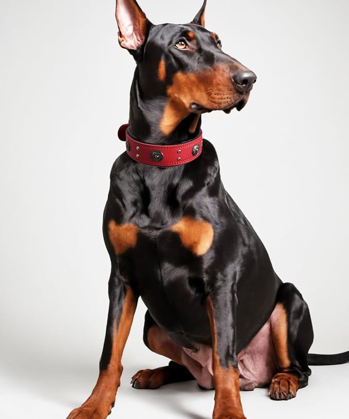 Leather Dog Collar, 2 inches Wide Heavy Duty Genuine Leather Collars, Handmade, Soft, and Luxury, Eye-catching Best Choice for Large and Medium Breed Dogs, Red 18.5-22.5 in