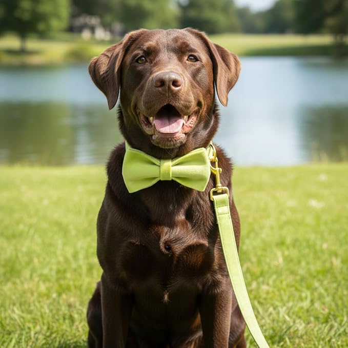 PETDURO Custom Dog Collar Personalized with Name Engraved Quick Release Rose Gold Metal Buckle for Large Medium Small Girl Dogs - Dog Leash and Bow Tie Available - Soft Comfy Velvet (Mint Green, XS)