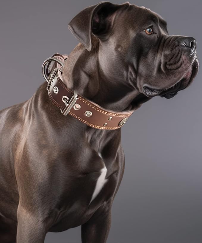 Leather Dog Collar, 2 inches Wide Heavy Duty Genuine Leather Collars, Handmade, Soft, and Luxury, Eye-catching Best Choice for Large and Medium Breed Dogs 18.5-22.5 in