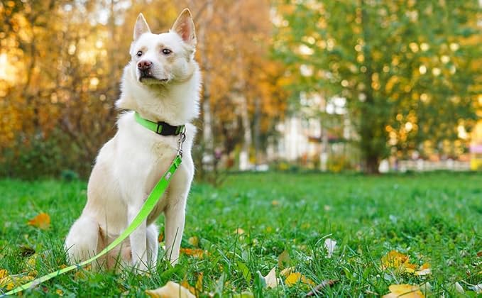 Basic Dog Leashes 6 FT Padded Handle Nylon Dogs Leashes for Small Dogs Green
