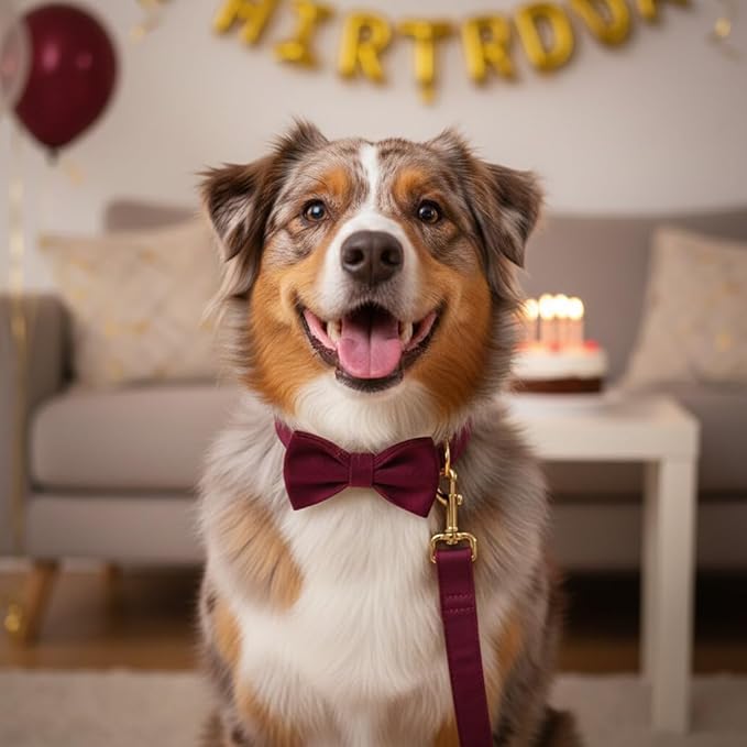 PETDURO Custom Dog Collar Personalized with Name Engraved Gold Metal Buckle for Large Medium Small Girl Dogs - Dog Leash Bow Tie and Harness Available - Soft Comfy Velvet (Claret G, XL)