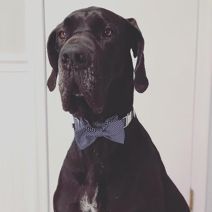 Lionet Paws Boy Dog Collar with Bowtie, Comfortable Adjustable Cute Navy Blue Bow Tie Collar for Male Dogs Gift, XLarge, Neck 16-26 inches