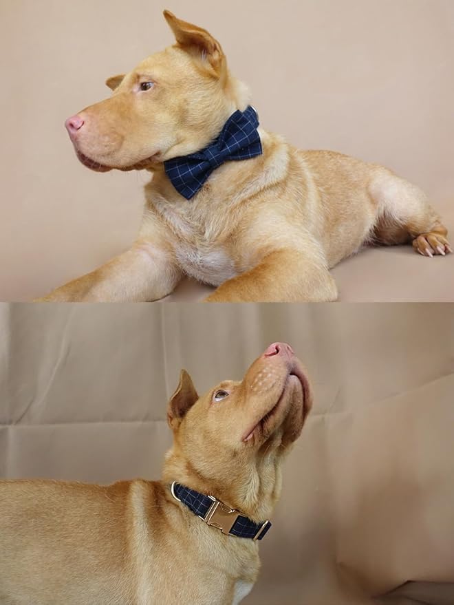 PETDURO Personalized Windowpane Plaid Dog Collar Blue - Engraved Name and Phone Number on Gold Metal Buckle - Custom for Small Medium Large Boy Girl Dogs - Add Leash Bow Tie via Customize Now