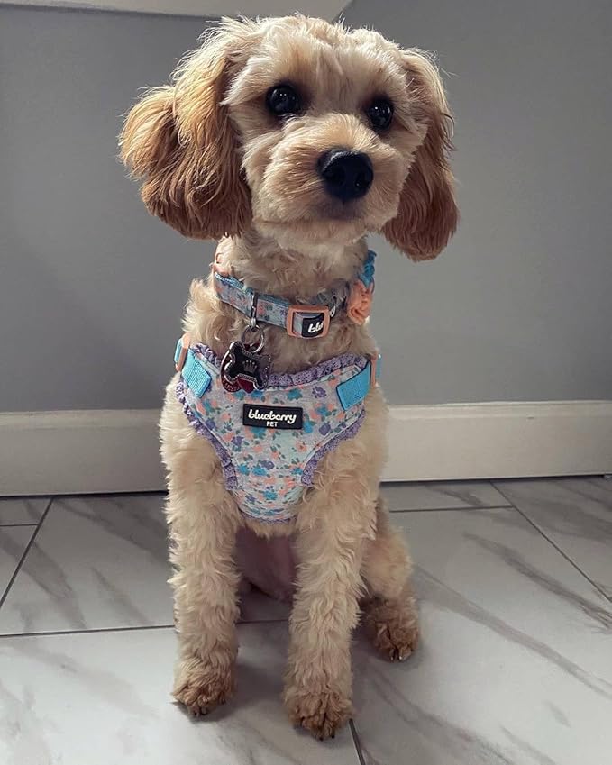 Blueberry Pet Made Well Cute Floral Print Adjustable Dog Collar in Light Blue with Pink Silk Flower, X-Small, Neck 7.5-10", Dog Collars for Small Dogs, Puppy Collar, Extra Small Dog Collar