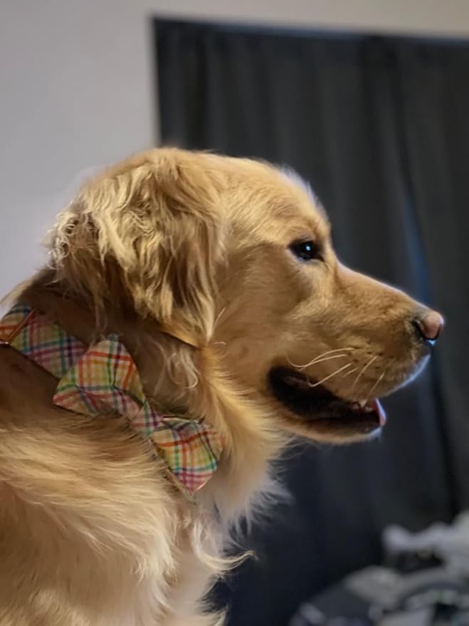 Lionet Paws Easter Dog Collar with Bowtie - Colorful Cute Cotton Bowtie Dog Cat Collar with Metal Buckle for Puppy Girl Boy, XXS, Neck 7-11in