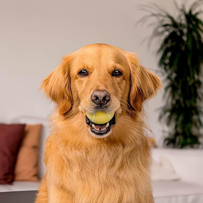 Playology Dog Toys | Squeaky Chew Ball - Bouncy Durable Floating Fetch Ball for Dogs | Medium Chicken Scented Toy - Easy to Clean and Made from Non Toxic Materials