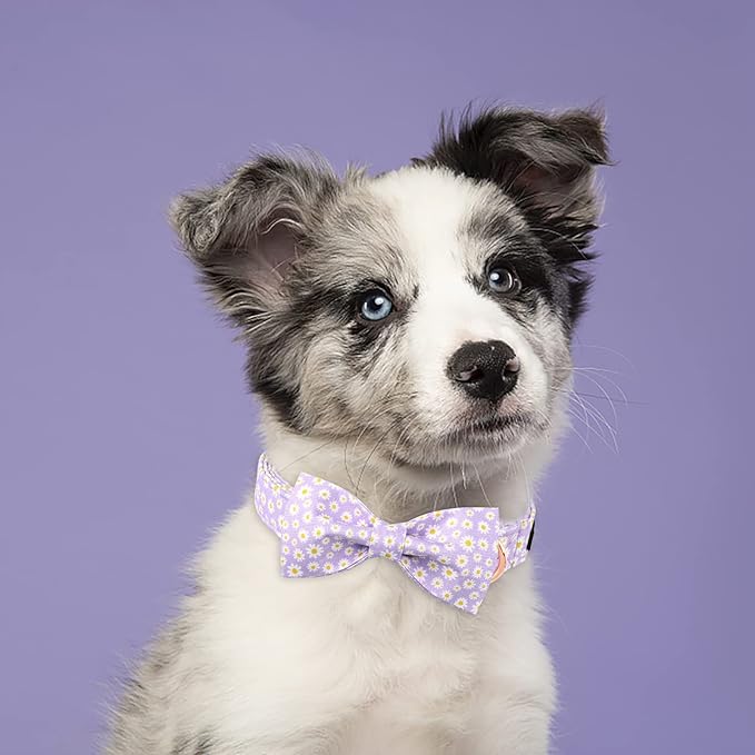 Lionet Paws Spring Dog Collar with Bowtie, Soft Comfortable Adjustable Cute Daisy Bowtie Collar for Dogs Female Gift, Medium, Neck 13.5-22 inches