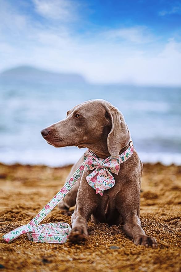 Lionet Paws Dog Collar with Bow Tie - Soft Comfortable Adjustable Collars with Metal Buckle for Large Dogs, Neck 16-24 Inches