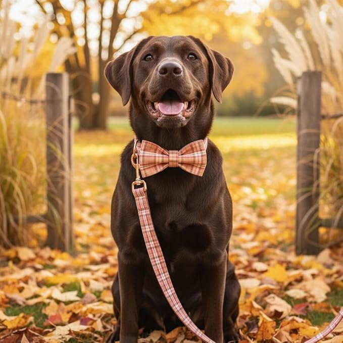 PETDURO Personalized Plaid Dog Collar Orange - Engraved Name and Phone Number on Rose Gold Metal Buckle - Custom for Small Medium Large Boy Girl Dogs - Add Leash Bow Tie via Customize Now