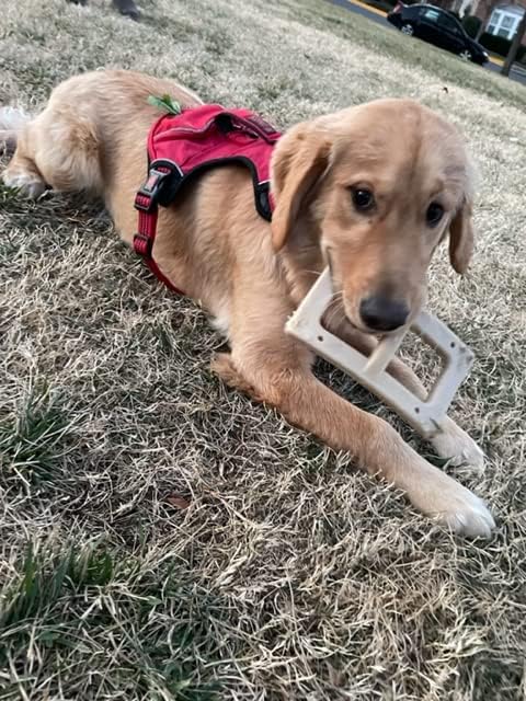 Bacon Buckle - Delicious & Fun Bacon Dog Chew Toy - Tough Long Lasting Dog Bones Made in USA- Designed for Larger Canines, 3.75In X 6.75In