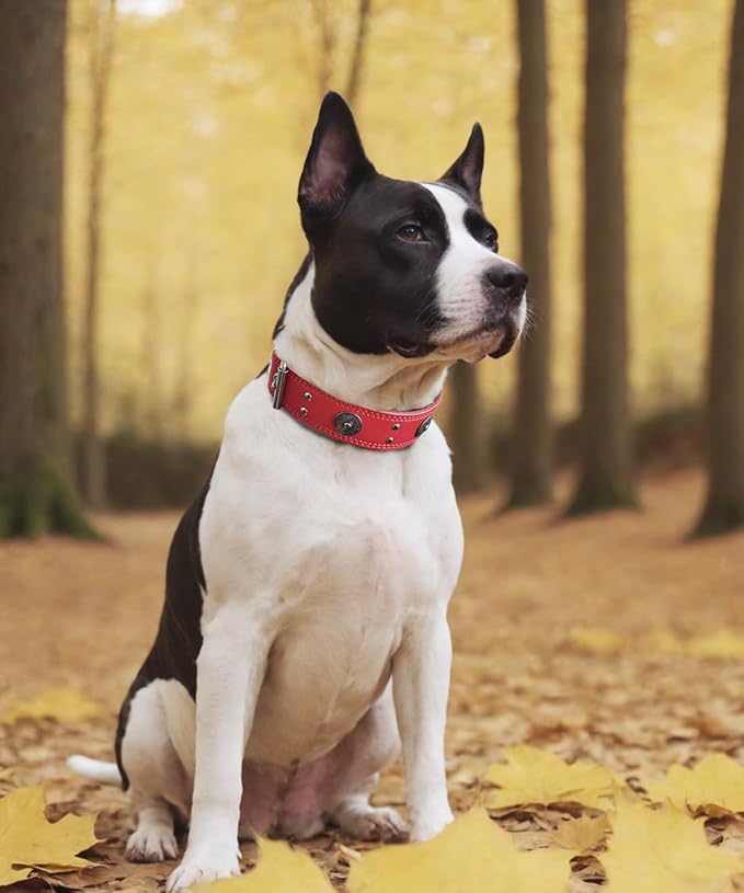 Leather Dog Collar, 2 inches Wide Heavy Duty Genuine Leather Collars, Handmade, Soft, and Luxury, Eye-catching Best Choice for Large and Medium Breed Dogs, Red 21-25 inches