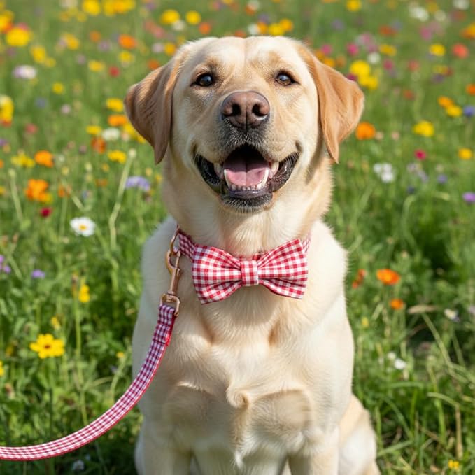 PETDURO Personalized Gingham Plaid Dog Collar Red - Engraved Name and Phone Number on Rose Gold Metal Buckle - Custom for Small Medium Large Boy Girl Dogs - Add Leash Bow Tie via Customize Now