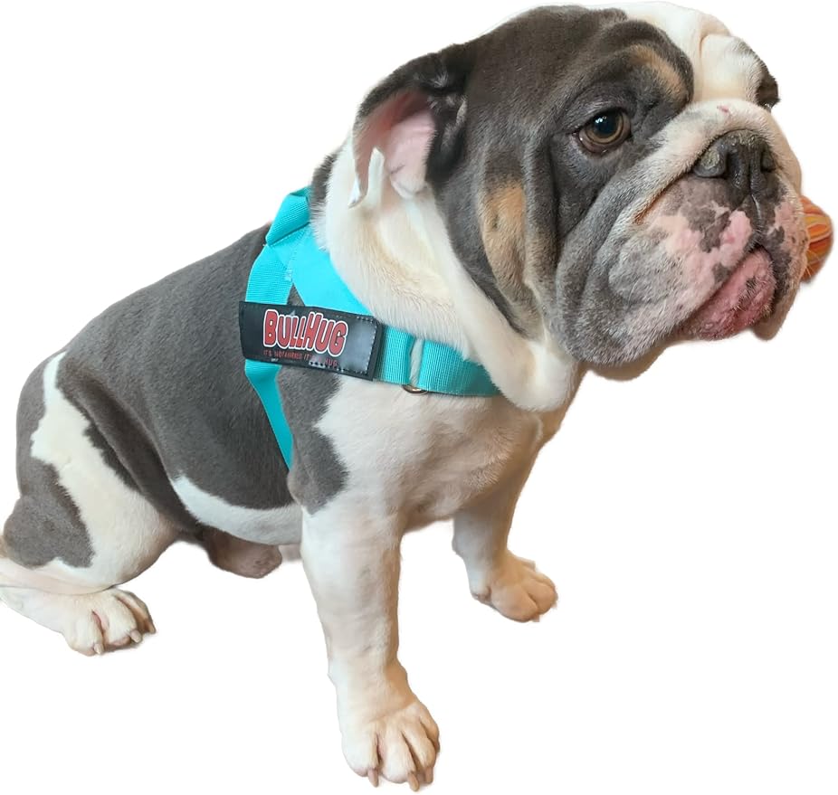BULLHUG Adjustable Dog Harness– No Pull, No Choke – for English Bulldogs, French Bulldogs, Pugs & Broad-Chested Breeds – Easy, Safe Walks (Tiff Blue, Small)