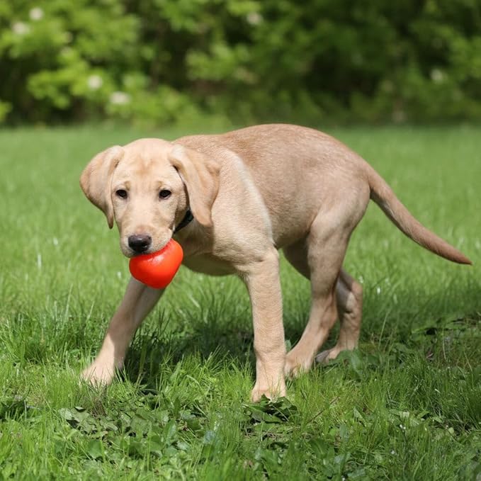 Ruff Dawg Dawg-Cube – Tough Rubber Dog Toy – Bouncy, Floating Toy for Aggressive Chewers – Gentle on Teeth & Gums – Ideal for Outdoor Play, Fetch & Exercise