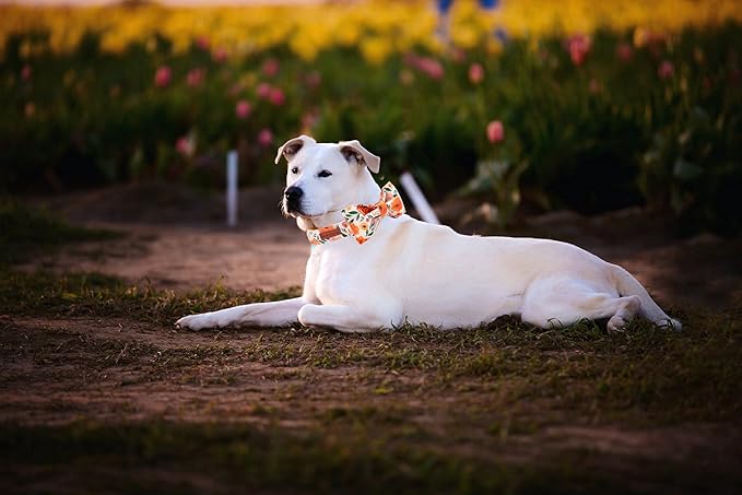 Elegant little tail Floral Dog Collar with Bow, Comfotable Dog Bowtie, Bowtie Dog Collar Adjustable Girl Dog Collars for Small Medium Large Dogs and Cats